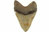 Huge, Fossil Megalodon Tooth - North Carolina #235510-2